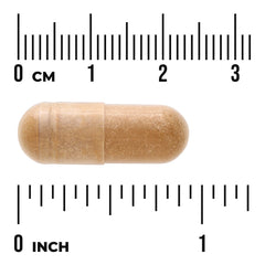 Fucoidan Extract