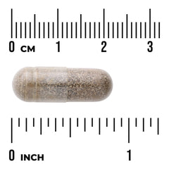 Gymnema Sylvestre Extract - Standardized