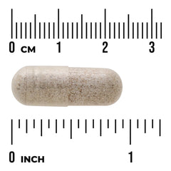 Sea Cucumber