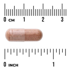 Pine Bark Extract - Standardized