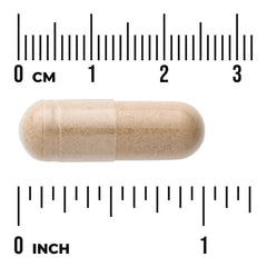 Butcher's Broom Extract - Standardized