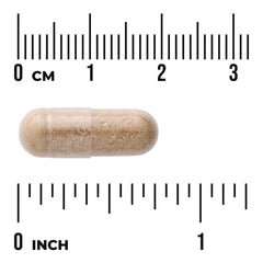Spleen Glandular