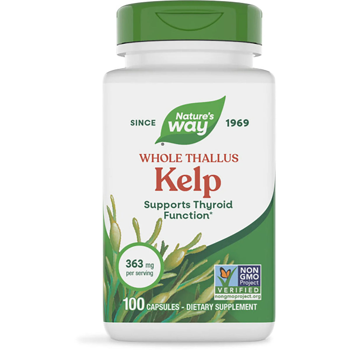 Whole Thallus Kelp