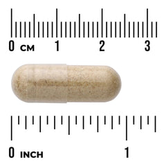Prickly Pear Nopal Cactus