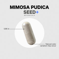 Mimosa Pudica Seed+